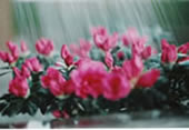 Water drops falling on flowers